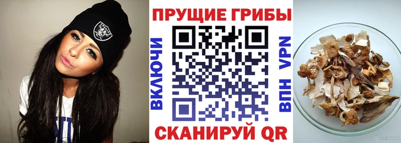 Псилоцибиновые грибы Cubensis  Купить закладки  Черняховск 